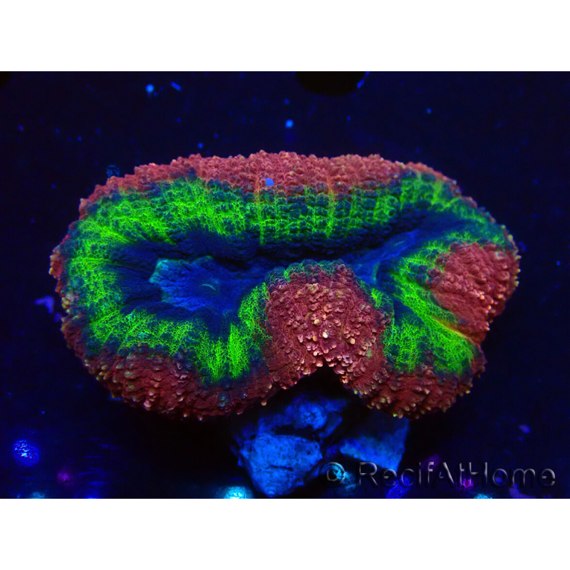 WYSIWYG - Lobophyllia sp 13 (Skeleton 3.5 cm)
