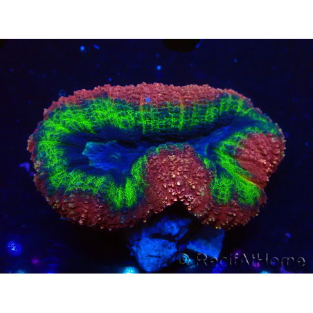 WYSIWYG - Lobophyllia sp 13 (Skeleton 3.5 cm)