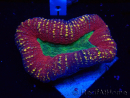 WYSIWYG - Lobophyllia(Skeleton 3.5 cm)