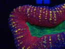WYSIWYG - Lobophyllia sp 14 (Skeleton 3.5 cm)