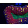 WYSIWYG - Lobophyllia sp 14 (Skeleton 3.5 cm)