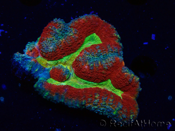 WYSIWYG - Lobophyllia sp 15 (Skeleton 3.5 cm)
