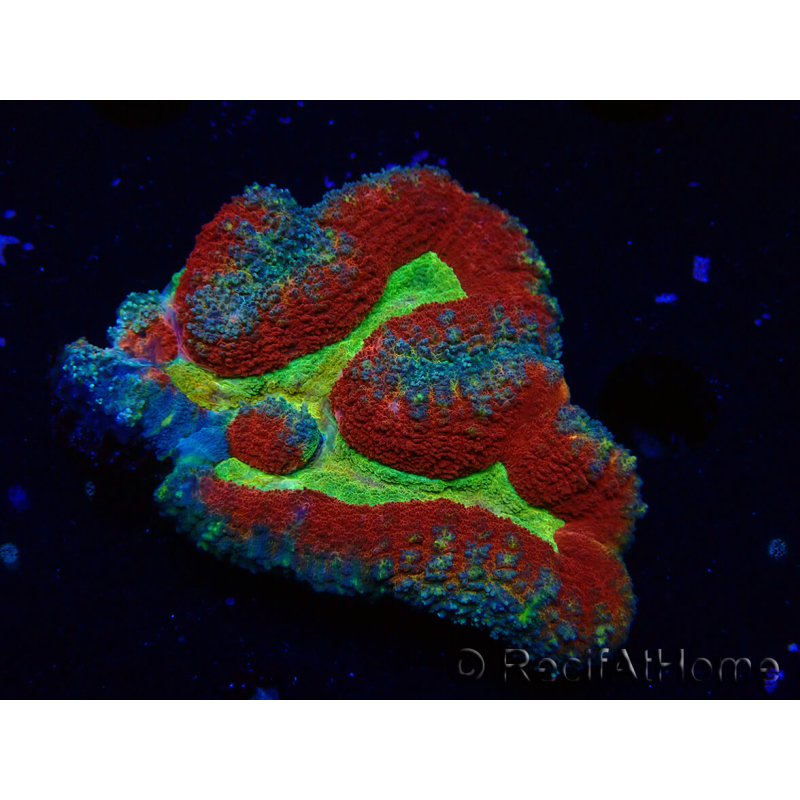 WYSIWYG - Lobophyllia (Skeleton 3.5 cm)