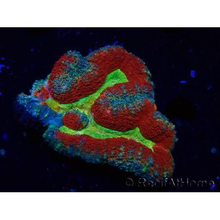 WYSIWYG - Lobophyllia (Skeleton 3.5 cm)