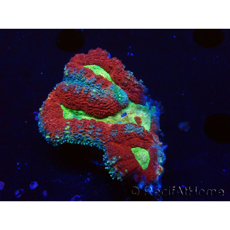 WYSIWYG Lobophyllia (4 cm)