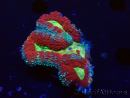 WYSIWYG Lobophyllia (4 cm)