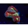 WYSIWYG Lobophyllia (4 cm)