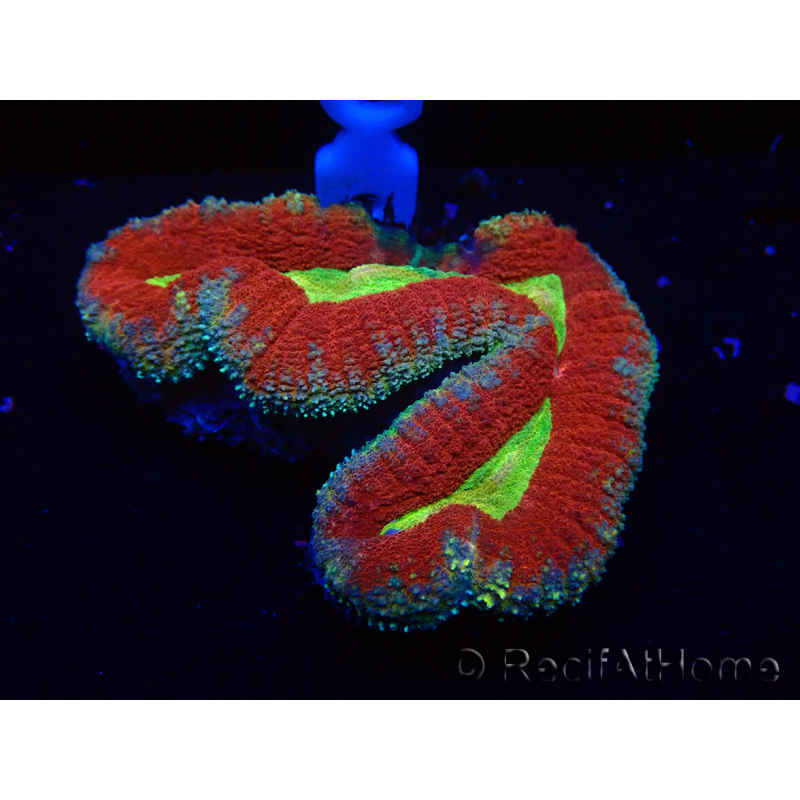 WYSIWYG Lobophyllia(Skelett 4 cm)