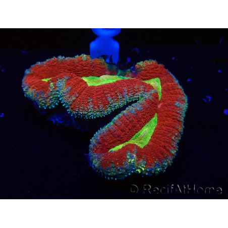 WYSIWYG Lobophyllia(Skelett 4 cm)