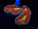 WYSIWYG Lobophyllia(Skelett 4 cm)