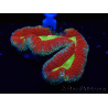 WYSIWYG Lobophyllia(Skelett 4 cm)