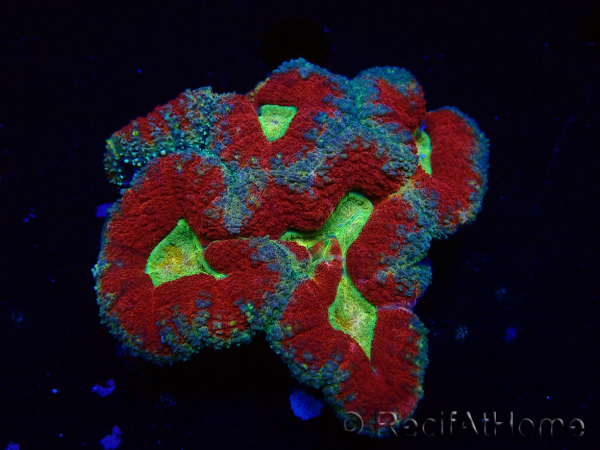 WYSIWYG - Lobophyllia(Skeleton 3.5 cm)