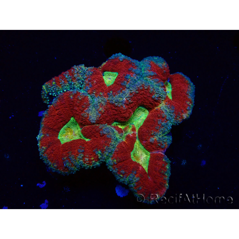 WYSIWYG - Lobophyllia(Skeleton 3.5 cm)