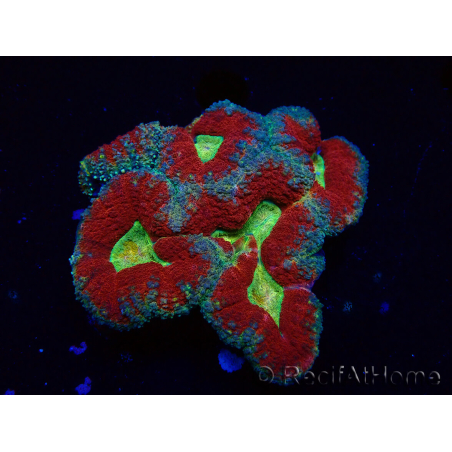 WYSIWYG - Lobophyllia(Skeleton 3.5 cm)