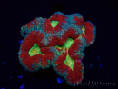WYSIWYG - Lobophyllia(Skeleton 3.5 cm)