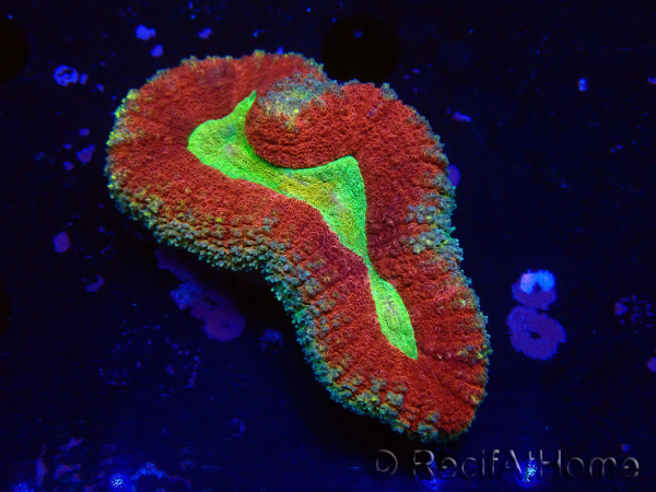 WYSIWYG - Lobophyllia (Skeleton 3.5 cm)