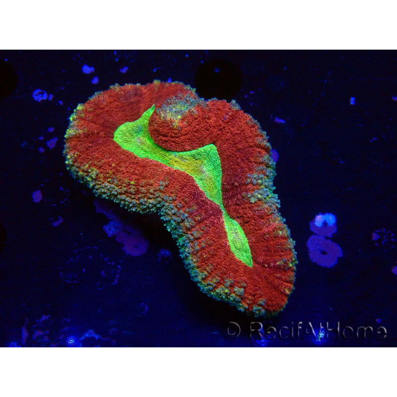 WYSIWYG - Lobophyllia sp 19 (Skeleton 3.5 cm)