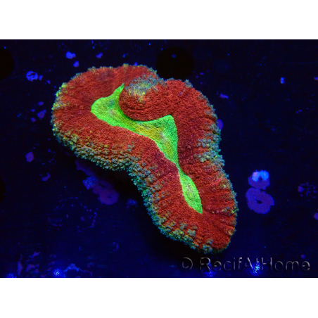 WYSIWYG - Lobophyllia (Skeleton 3.5 cm)