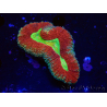 WYSIWYG - Lobophyllia (Skeleton 3.5 cm)