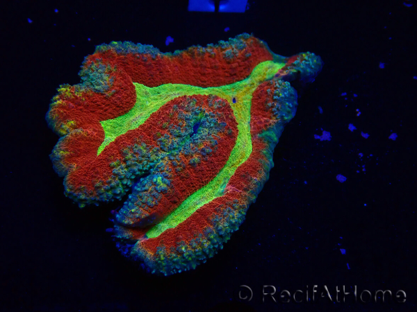 WYSIWYG - Lobophyllia (6.5 cm)