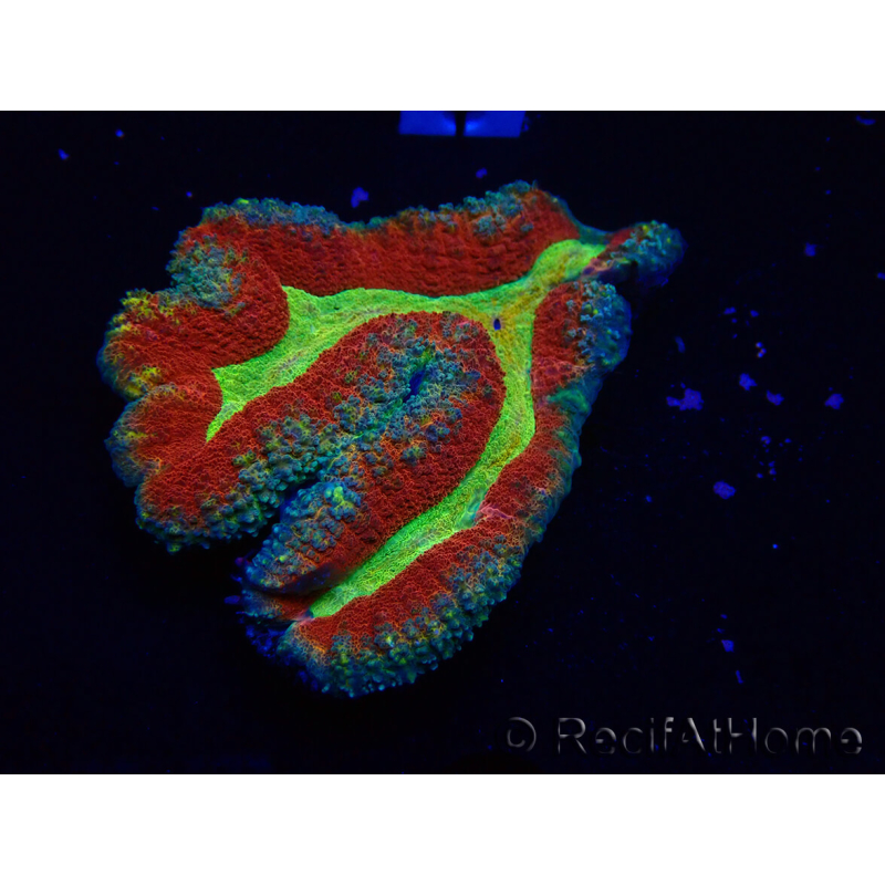 WYSIWYG - Lobophyllia sp 20 (6.5 cm)