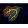 WYSIWYG - Lobophyllia sp 20 (6.5 cm)