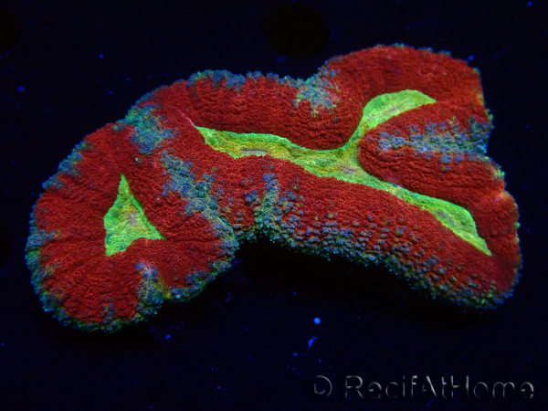 WYSIWYG - Lobophyllia (3 cm)