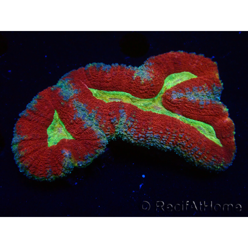WYSIWYG - Lobophyllia sp 21 (Skeleton 3 cm)