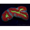 WYSIWYG - Lobophyllia sp 21 (Skeleton 3 cm)