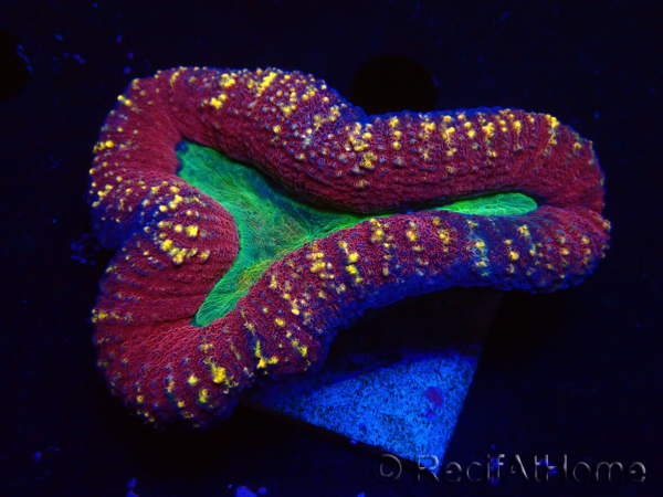 WYSIWYG - Lobophyllia (Skeleton 3.5 cm)