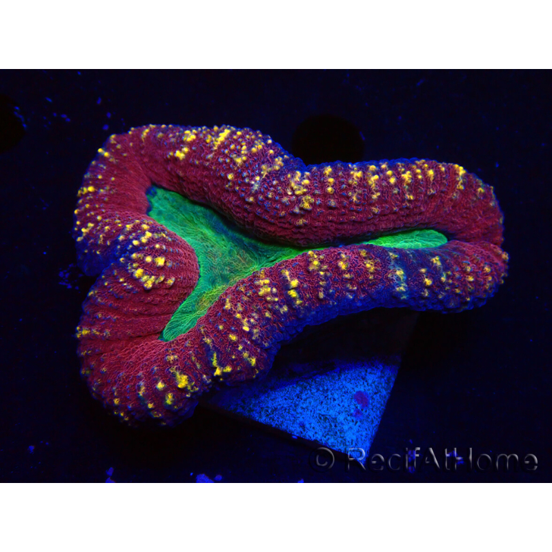 WYSIWYG - Lobophyllia (Skeleton 3.5 cm)