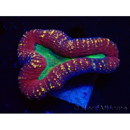 WYSIWYG - Lobophyllia (Skeleton 3.5 cm)