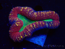 WYSIWYG - Lobophyllia (Skeleton 3.5 cm)