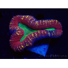 WYSIWYG - Lobophyllia (Skeleton 3.5 cm)