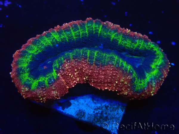 WYSIWYG - Lobophyllia(Skeleton 3 cm)