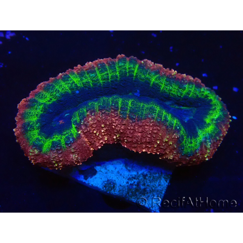 WYSIWYG - Lobophyllia sp 23 (Skeleton 3 cm)