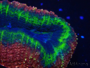 WYSIWYG - Lobophyllia sp 23 (Skeleton 3 cm)