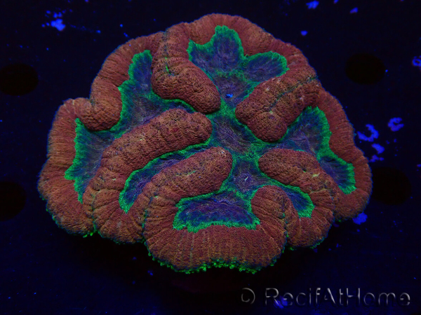 WYSIWYG - Lobophyllia (4 cm)