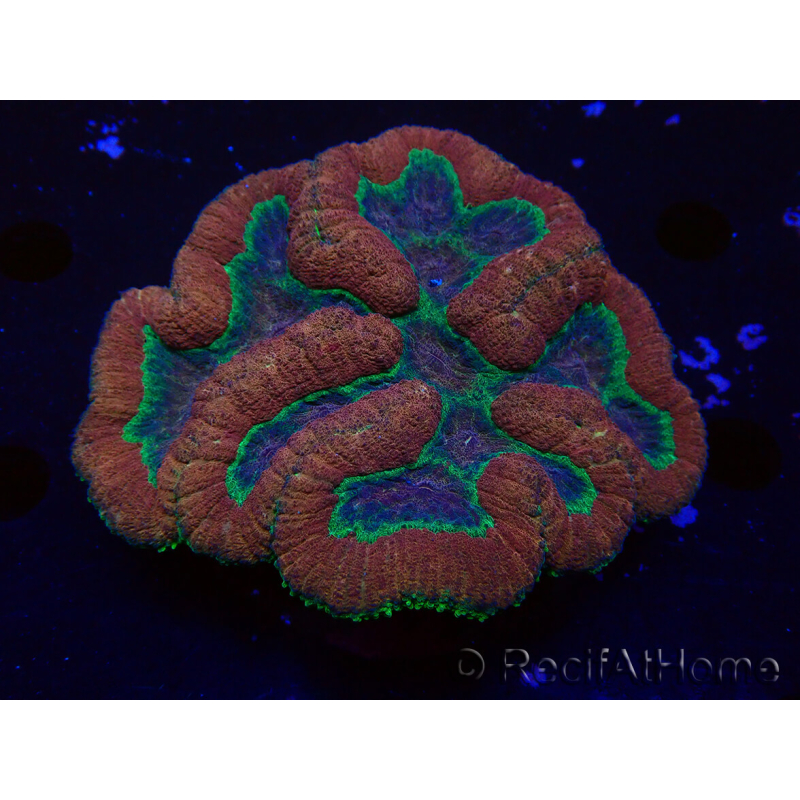 WYSIWYG - Lobophyllia (4 cm)