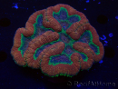 WYSIWYG - Lobophyllia sp 24 (Skeleton 4 cm)