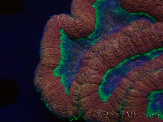 WYSIWYG - Lobophyllia (4 cm)