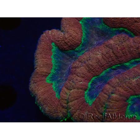 WYSIWYG - Lobophyllia sp 24 (Skeleton 4 cm)