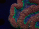 WYSIWYG - Lobophyllia (4 cm)