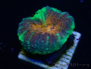 WYSIWYG Lobophyllia(4.5 cm)