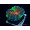WYSIWYG Lobophyllia(4.5 cm)