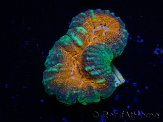 WYSIWYG Lobophyllia (Skelett 5 cm)