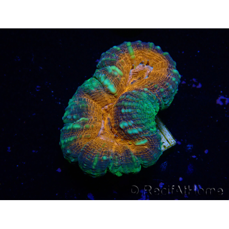 WYSIWYG Lobophyllia (Skelett 5 cm)