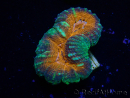WYSIWYG Lobophyllia (Skelett 5 cm)