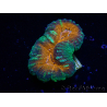 WYSIWYG Lobophyllia (Skelett 5 cm)