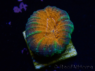 WYSIWYG Lobophyllia(Skelett 8 cm)